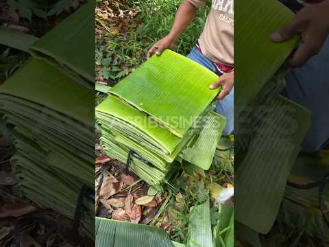 Untapped Potential of Banana Leaves in the Philippines!