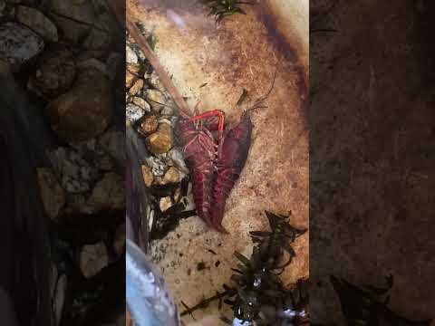 ザリガニ　何が起きた？　誰か教えてください😨　#aquarium #ザリガニ #terrarium #fishtank #カニ #どんこ #snail