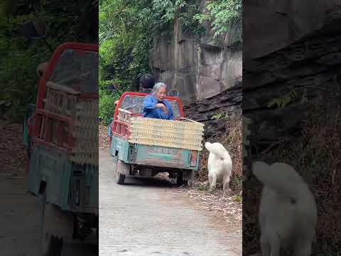 Xiaobao saw his grandma leaving and chased after her.