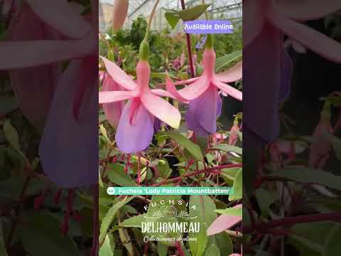 « Lady Patricia Mountbatten 🌸 : le fuchsia suspendu qui brave le vent » #fuchsiaflower #jardin