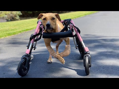 The Overwhelming Happiness of an Abandoned Dog with Crippled Legs - AMAZING TRANSFORMATION