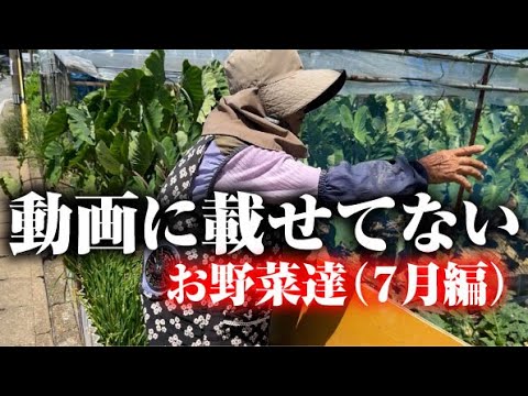 【7月のひろちゃん農園のお野菜たち】【ナス】【パプリカ】【ソルゴー】【かぼちゃ】【サツマイモ】【キュウリ】【トマト】【おかわかめ】【ヤーコン】【スイカ】【ころたん】【落花生】【ネギ】