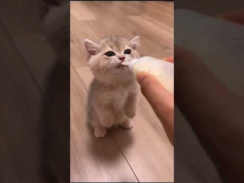 Cute Baby cat's ?