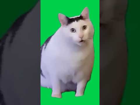 猫ミームブリンバンバンボーン #shorts