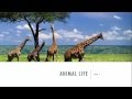 Animal Habitats and Adaptations