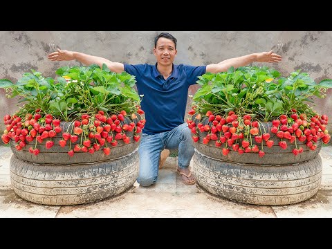 Little-known tips for growing strawberries on recycled tires, juicy and sweet fruit