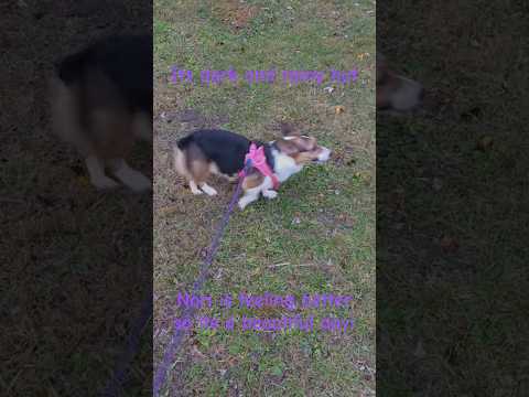 Nori is baaaaack!!! #corgi #doggielife #cutedog #puppy