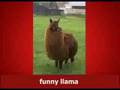 LLAMA SONG!