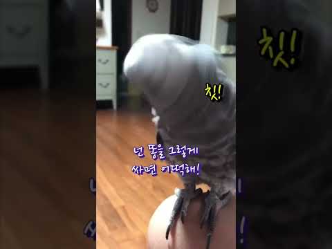 말싸움에서 지지않는 #김유정네앵무새 #김루이 #추출본영상 #shorts