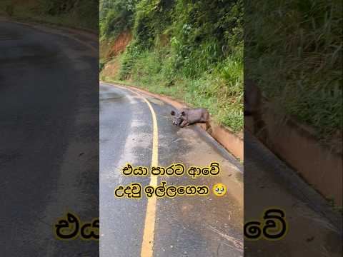 ලස්සන කෙල්ලෙක් අපි එයාට උදව් කලා 💖🙏 #moose #wildanimals #animals #respect #respectshorts #srilanka