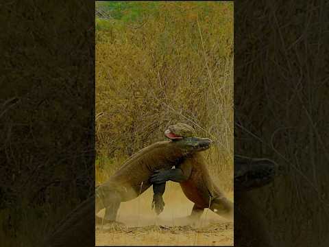 ¿Lo sabías? 🫠 #curiosidades #animales #dragon #komodo #indonesia #animals #sabiasque #top #shorts