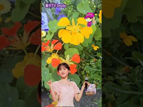 김다현 꽃당신