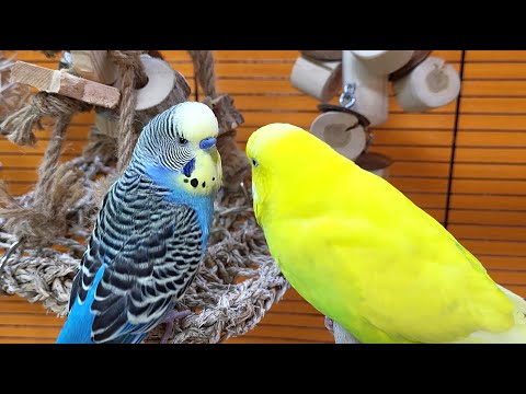 7 hours of budgie sounds