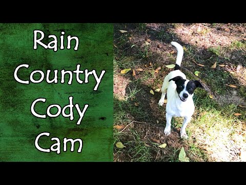 Just Cody Being Cody at the Property for His Fans.  #doglife #calming
