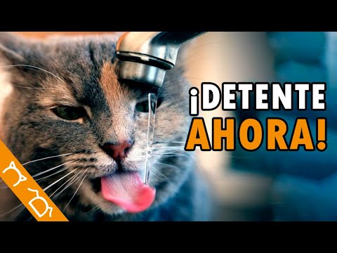 Los 10 ERRORES Que Debes EVITAR Con Un GATO De INTERIOR