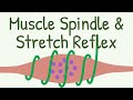 Muscle Spindles and Reflexes
