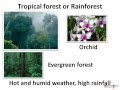 Forest Habitats and Adaptations