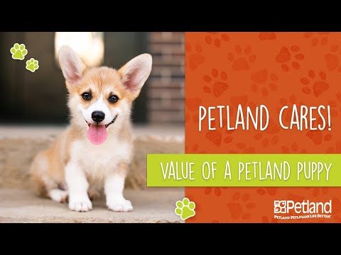 Petland Black Friday 07 2021