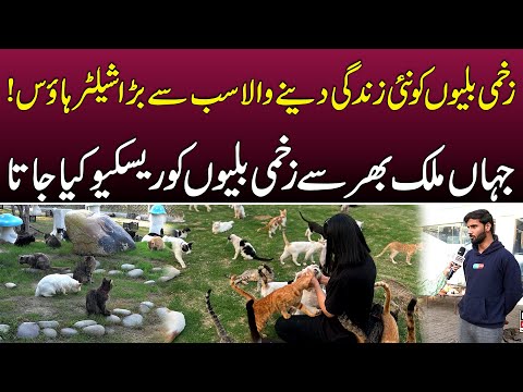 Cats Ko Rescue Karne Wala Pakistan Ka Sab Sy Bara Cats Shelter House | News Alert