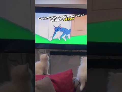 Cats' reaction to Tom&Jerry 😂  #cat #funny #shorts