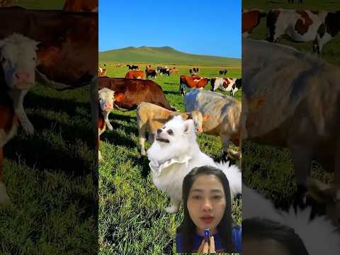 Cún làm trà sữa AI Image 12 #nico #dog #funny #nicoo #smartnico #pets
