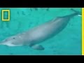 River Dolphins and Conservation Efforts