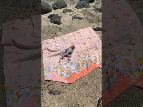 Sweet Baby Monkey Dino enjoy holiday while sunbathing