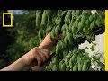 Urban Farming and the Farmerie Concept