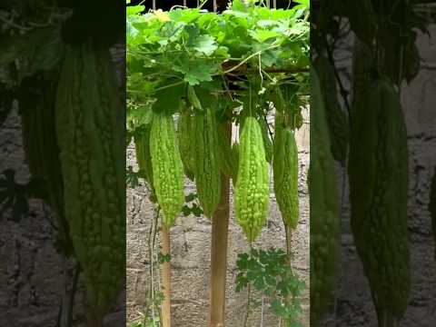 New technique for growing bitter gourd plant #shorts