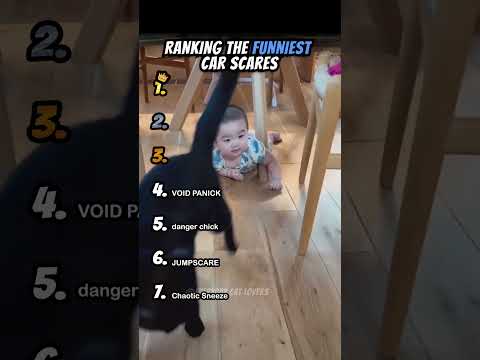 Ranking Funniest Cat Scares Part 1 #shorts #catshort #catrank #ranking