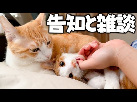 猫の動画サムネイル - 【🔴】猫たちを振り回しつつ、8月のイベント告知などをします。
