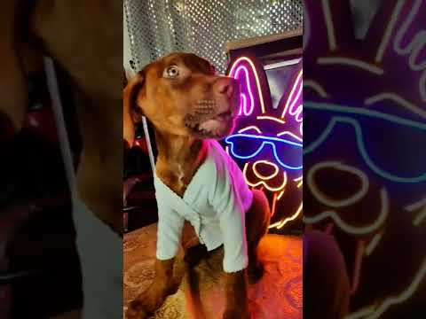 a mi hijo no le gusta nada 🐶🐶🤢🍳🥩🍗 #shorts #shortvideo #snapy6065