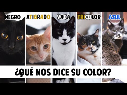 Conoce mejor a tu GATO según el COLOR DE SU PELO | Gatunalidad y curiosidades felinas