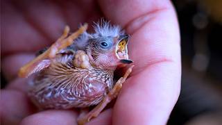 Baby Chick Fell from the Nest – What Happened Next 🐤❓