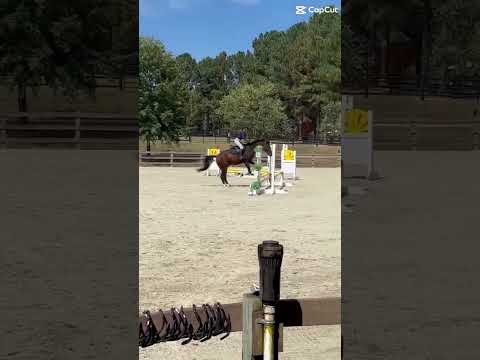 Mix of starter and gag #horse #equestrianjourney #showjumping