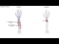Forearm Anatomy and Muscle Functions
