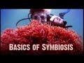 Exploring Types of Symbiotic Relationships
