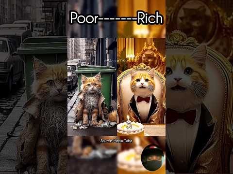 Poor and rich cat #12 #cat#catstory#viral#viralcat#viralstory#sad#sadstory#story#funny#meowmotion