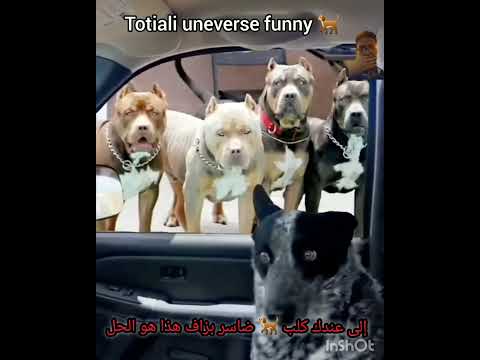The dog wouldn’t shut up… until they brought in the pit bulls!"* #funny #dog#dogs