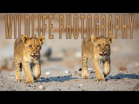 Wildlife Photography: Lions and More Lions