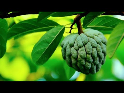PAANO GAWING PESTICIDE ANG BUTO NG ATIS