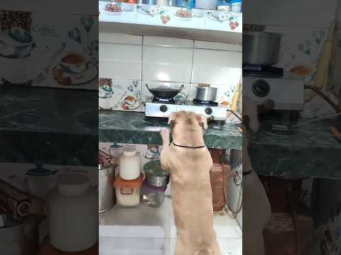 dog did such a brilliant job ❤️#dog #animallife #comedy #support #subscribe #like