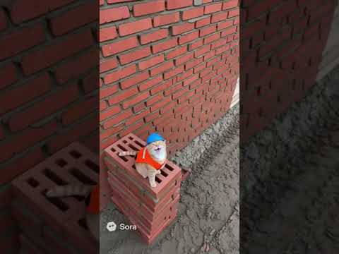 does he get paid in fish? #cat #funny #mrpencat