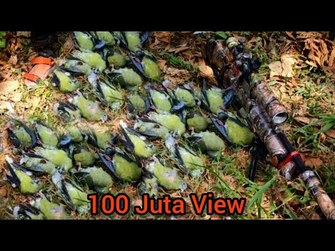 Berburu Di Markas Punai || Hunting Pigeons