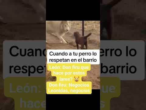 el perro padrino ??