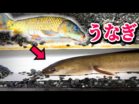 捕獲したコイをウナギとナマズに食べてもらう。