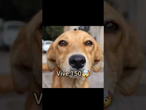 É estratégia pra viver mais🤓👍 #dog #cachorro #pets #comédia #humor