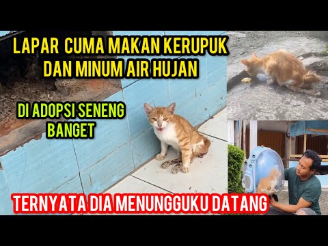 Kucing Sakit Parah Hanya Bisa Pasrah Lapar Makan Kerupuk Dan Minum Air Hujan..‼️