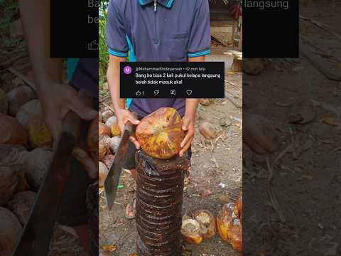 Dua kali hempas kelapa langsung terbelah #kelapa