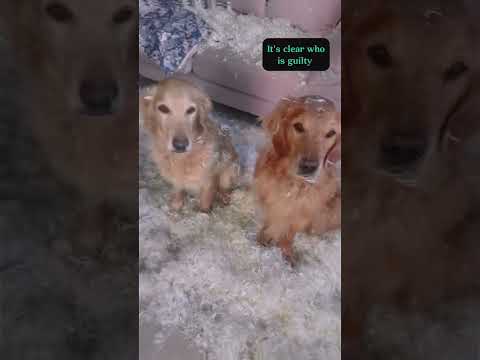 Excuse me!! #laughingpets #funny #dogs #labradorretriever  #puppy #butifyoucloseyoureyes